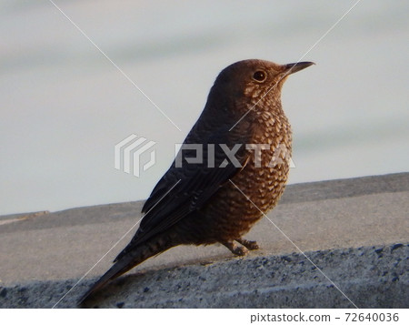 Blue rock thrush resting its wings on the embankment of the sea of birds Blue rock thrush resting its wings on the embankment of the sea of birds 72640036