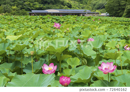[島根縣]荒谷谷歷史公園 72640162