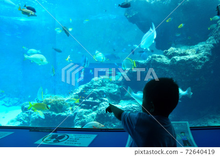 Boy watching fish in the aquarium Boy watching fish in the aquarium 72640419