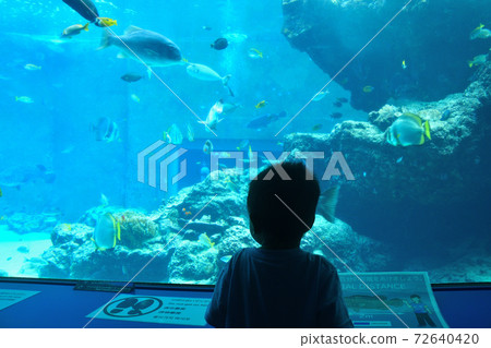 男孩看著水族館裡的魚 男孩看著水族館裡的魚 72640420