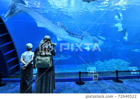 Back view of parents and children looking at the aquarium at the aquarium 72640522