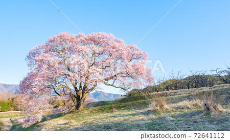 黎明時的櫻花(上層櫻花一枚) 黎明時的櫻花(上層櫻花一枚) 72641112