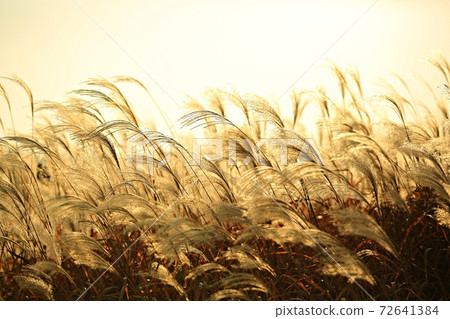 Fall trip, autumn scenery Fall trip, autumn scenery 72641384
