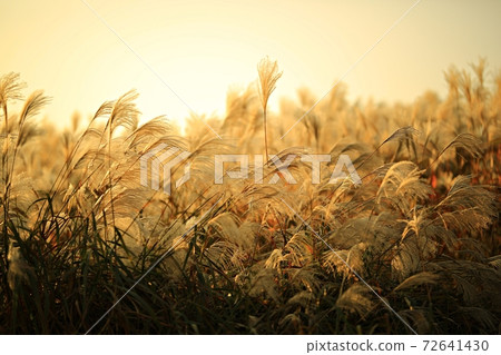 Fall trip, autumn scenery 72641430