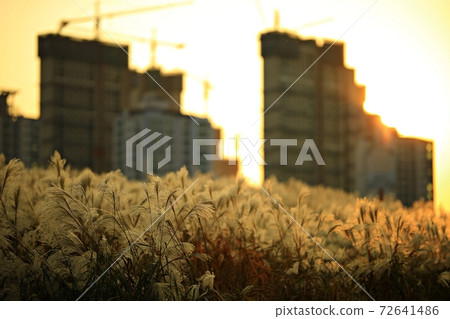 Fall trip, autumn scenery Fall trip, autumn scenery 72641486