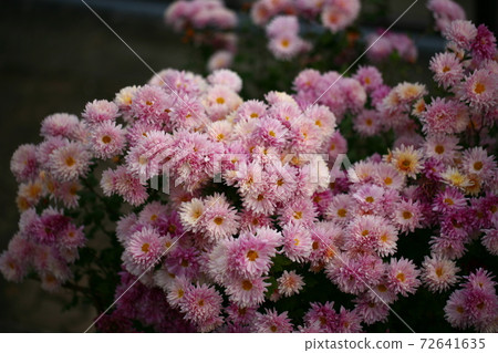 菊花 菊花 72641635