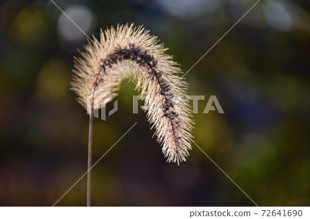 早晨的陽光照耀的貓Jarashi早晨的陽光照耀的貓Jarashi 早晨的陽光照耀的貓Jarashi早晨的陽光照耀的貓Jarashi 72641690