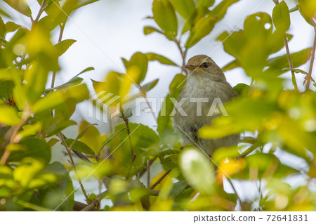 Uguisu,一種宣布春天的鳥,非常謹慎,很少見 Uguisu,一種宣布春天的鳥,非常謹慎,很少見 72641831