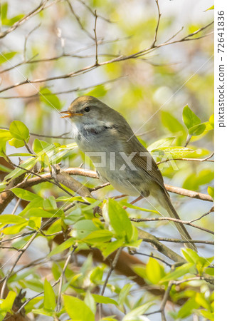 Uguisu, a bird that announces spring, which is very cautious and rarely seen Uguisu, a bird that announces spring, which is very cautious and rarely seen 72641836