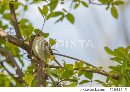 Uguisu, a bird that announces spring, which is very cautious and rarely seen Uguisu, a bird that announces spring, which is very cautious and rarely seen 72641845