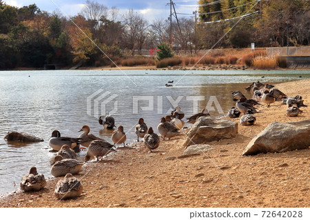 兵庫縣加古川市Heiso湖 72642028