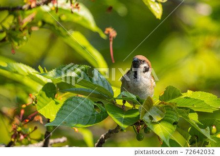 居住在人們附近保護自己的鳥 居住在人們附近保護自己的鳥 72642032