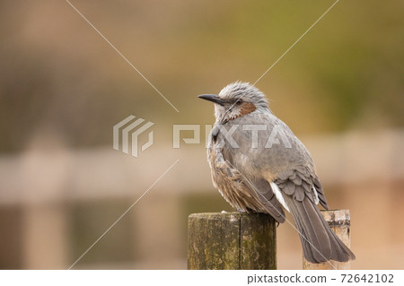 A rare bird that is familiar in Japan but overseas because it is lively and conspicuous A rare bird that is familiar in Japan but overseas because it is lively and conspicuous 72642102
