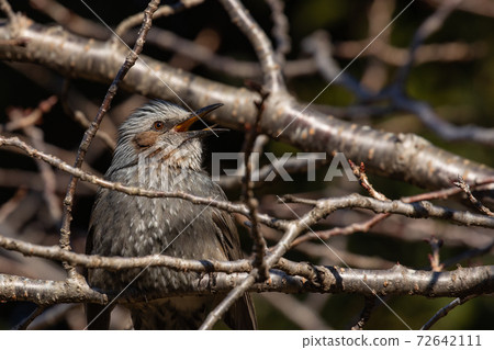 A rare bird that is familiar in Japan but overseas because it is lively and conspicuous 72642111