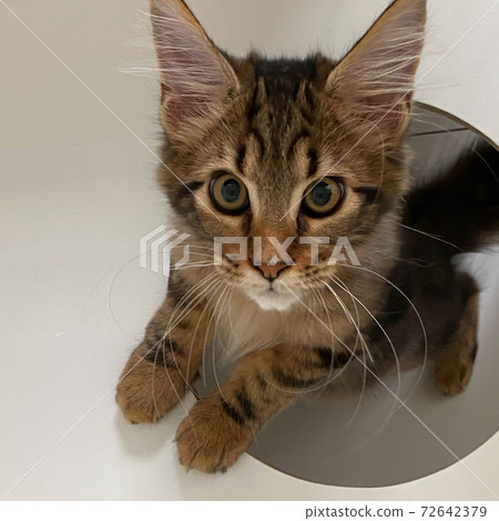 A kitten that pops out of a hole 72642379