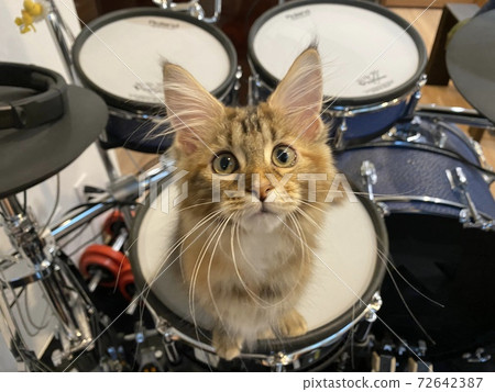A kitten sitting on a drum set 72642387