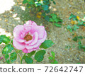 Pink rose moon shadow 72642747