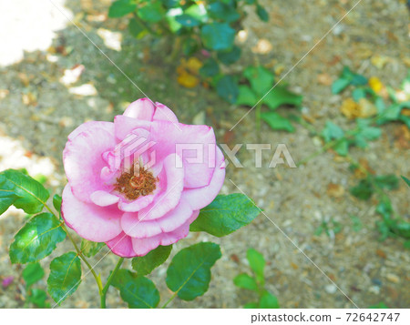 Pink rose moon shadow 72642747