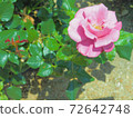 Pink rose moon shadow 72642748