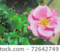 Pink rose moon shadow 72642749