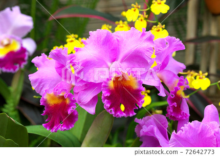 Pink Cattleya (Queen of Western Orchids) 72642773