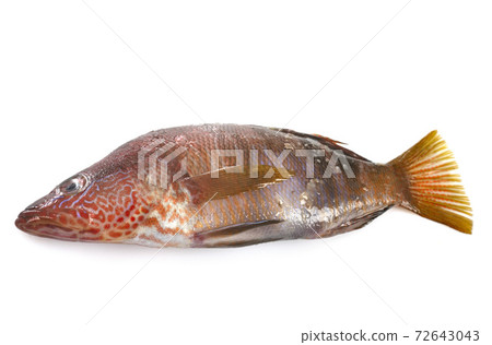 labrus bergylta in studio labrus bergylta in studio 72643043