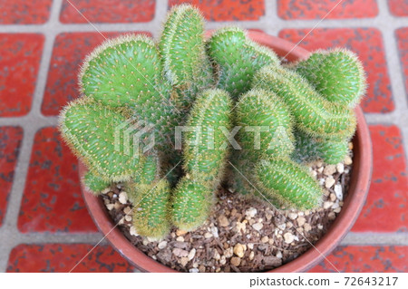 Brain cactus 72643217