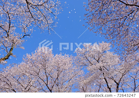 Cherry blossoms in full bloom: Sakura blizzard petals dance in the blue sky 72643247