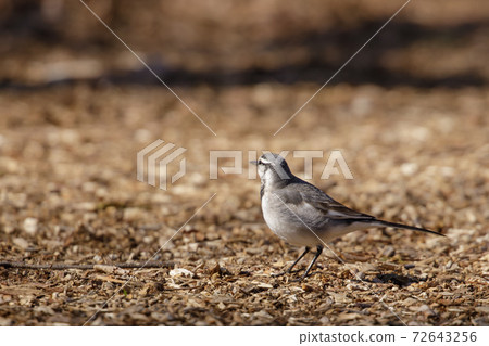 Familiar and bold bird Hakusekirei Familiar and bold bird Hakusekirei 72643256