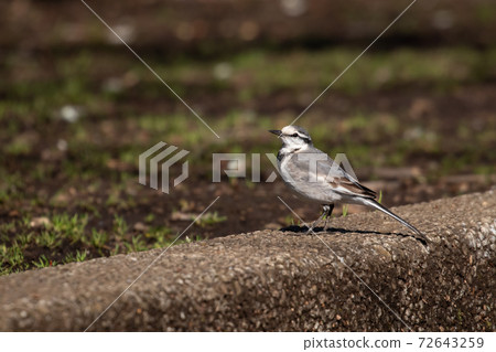 熟悉而大膽的鳥白棋 72643259