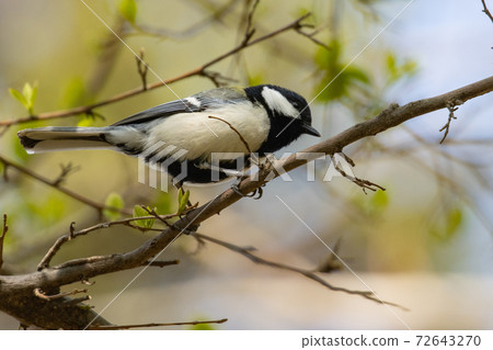 Familiar and bold bird Hakusekirei 72643270