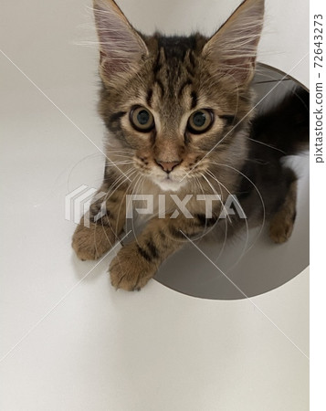 A kitten that pops out of a hole 72643273
