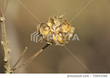 枯萎的Fuyo(Fuyo)水果十二月 枯萎的Fuyo(Fuyo)水果十二月 72643388