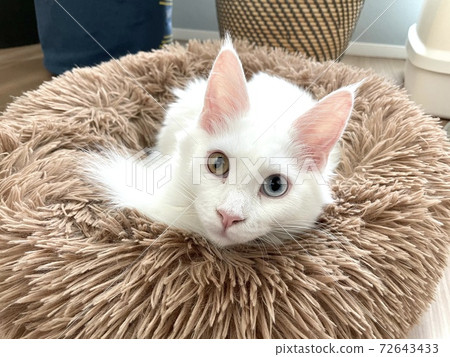 White cat relaxing in a mofumofu bed 72643433