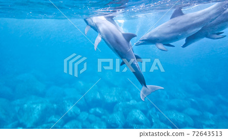野生海豚水下照片 野生海豚水下照片 72643513