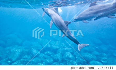 Wild dolphin underwater photo 72643514