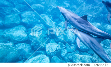 野生海豚水下照片 野生海豚水下照片 72643516