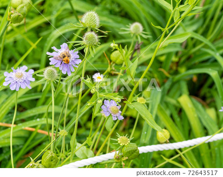 Takamine pine worm grass and bees 72643517