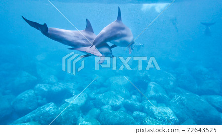 Wild Dolphin Mikurajima Wild Dolphin Mikurajima 72643525