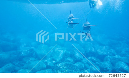 Wild Dolphin Mikurajima Wild Dolphin Mikurajima 72643527