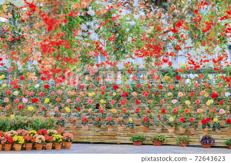 Naganoana Village Begonia Garden 72643623
