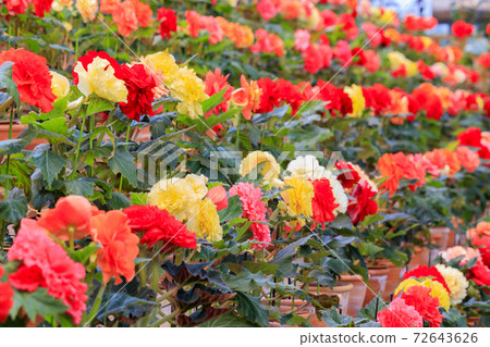 Naganoana Village Begonia Garden 72643626