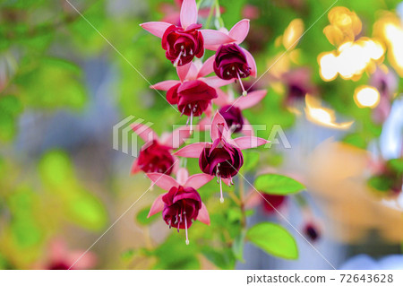 長野村海棠花園 長野村海棠花園 72643628