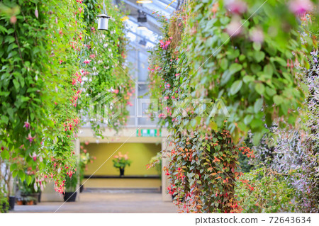 長野村海棠花園 72643634