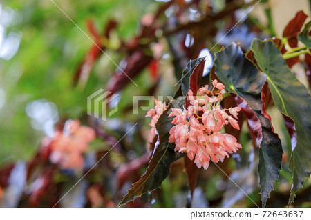 Naganoana Village Begonia Garden 72643637
