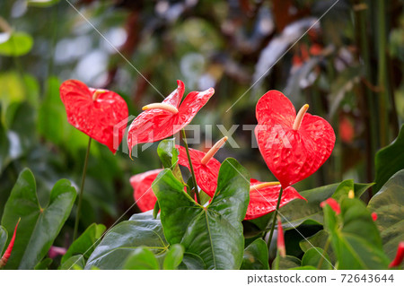 長野村海棠花園 72643644