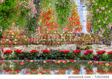 Naganoana Village Begonia Garden Naganoana Village Begonia Garden 72643666