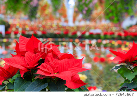 長野村海棠花園 72643667