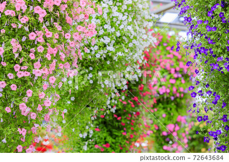 Naganoana Village Begonia Garden 72643684