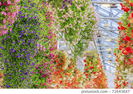 Naganoana Village Begonia Garden Naganoana Village Begonia Garden 72643687